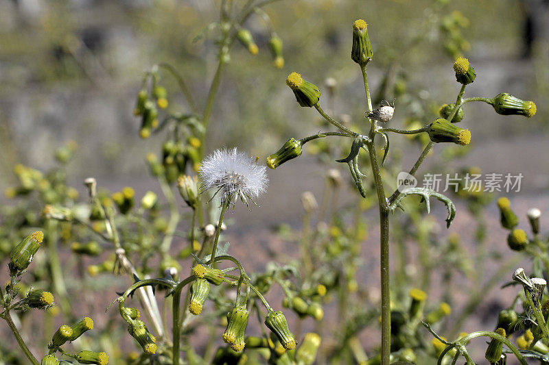 普通地sel Senecio vulgaris pappus种子黄色花